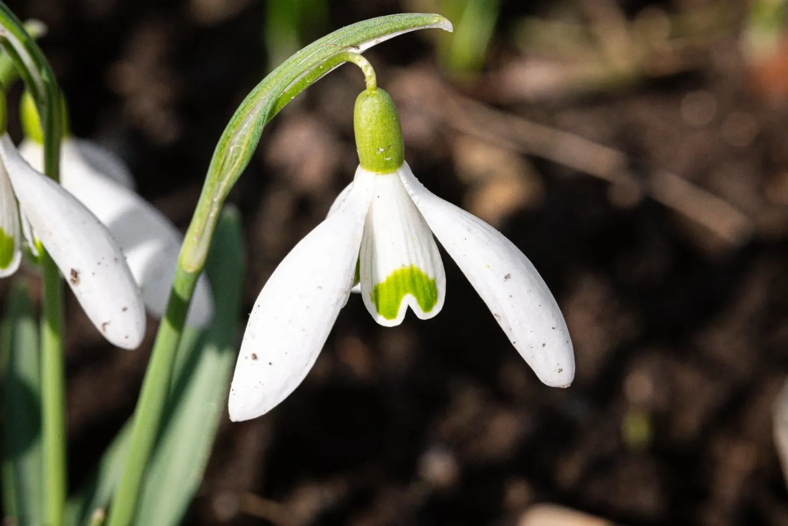 Bucaneve in primavera pellicola backlit da Marcus Beckert | Fotografie