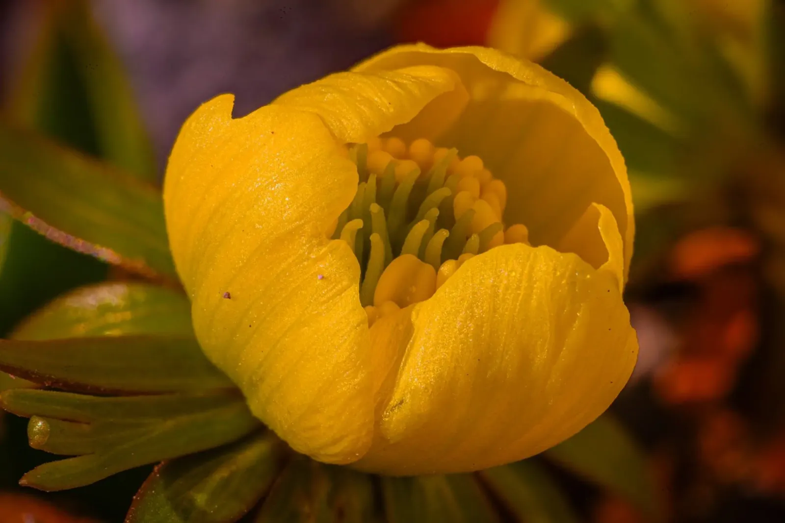 Primo piano del fiore giallo di un aconito invernale poster con telaio in alluminio da Marcus Beckert | Fotografie