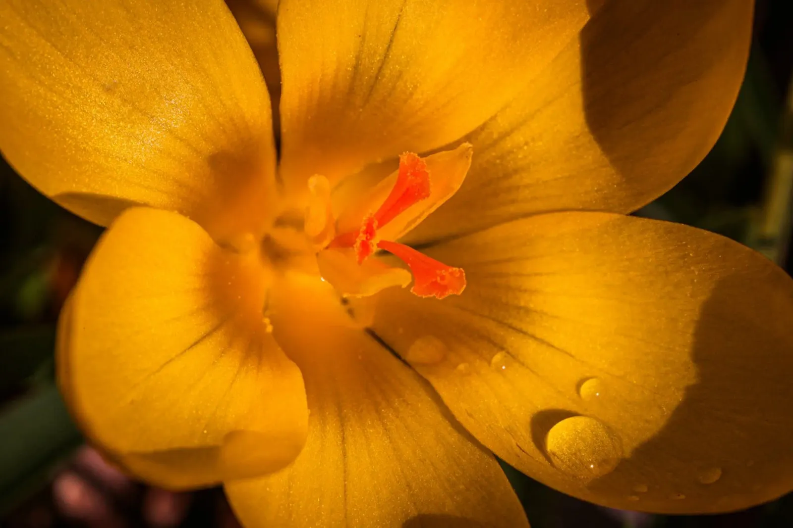 Crocus jaune avec des gouttes d'eau sur les pétales hahnemühle de Marcus Beckert | Fotografie