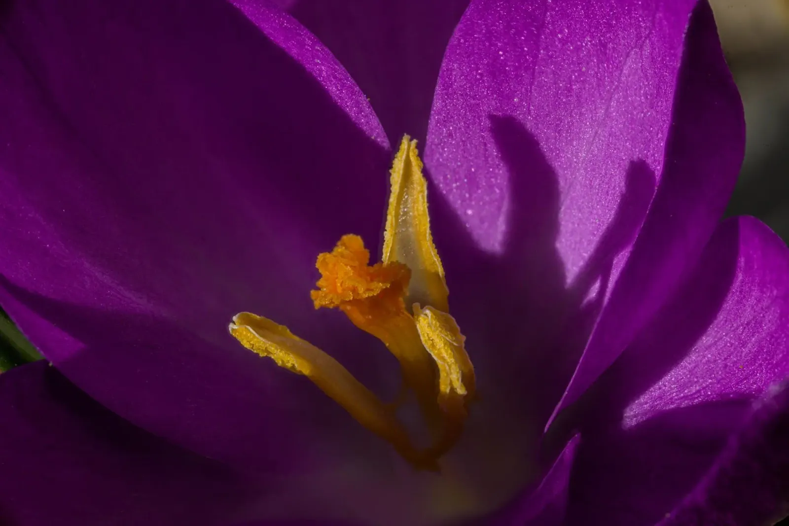 Croco viola in primavera pellicola backlit da Marcus Beckert | Fotografie