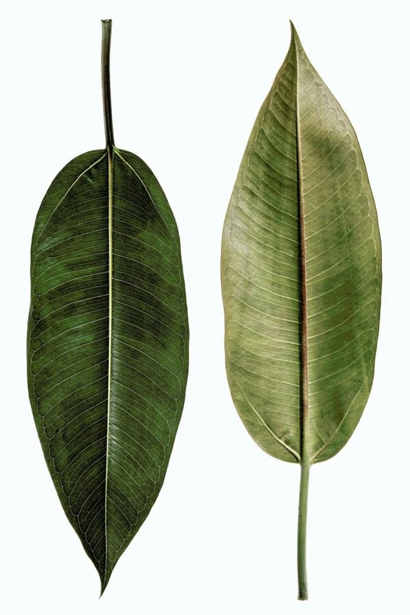 Leaf Study 5 poster de Shot By Clint