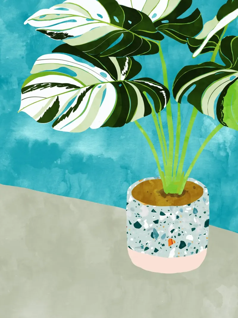 Monstera variegata, acquerello botanico di piante tropicali carta hahnemühle da 83oranges