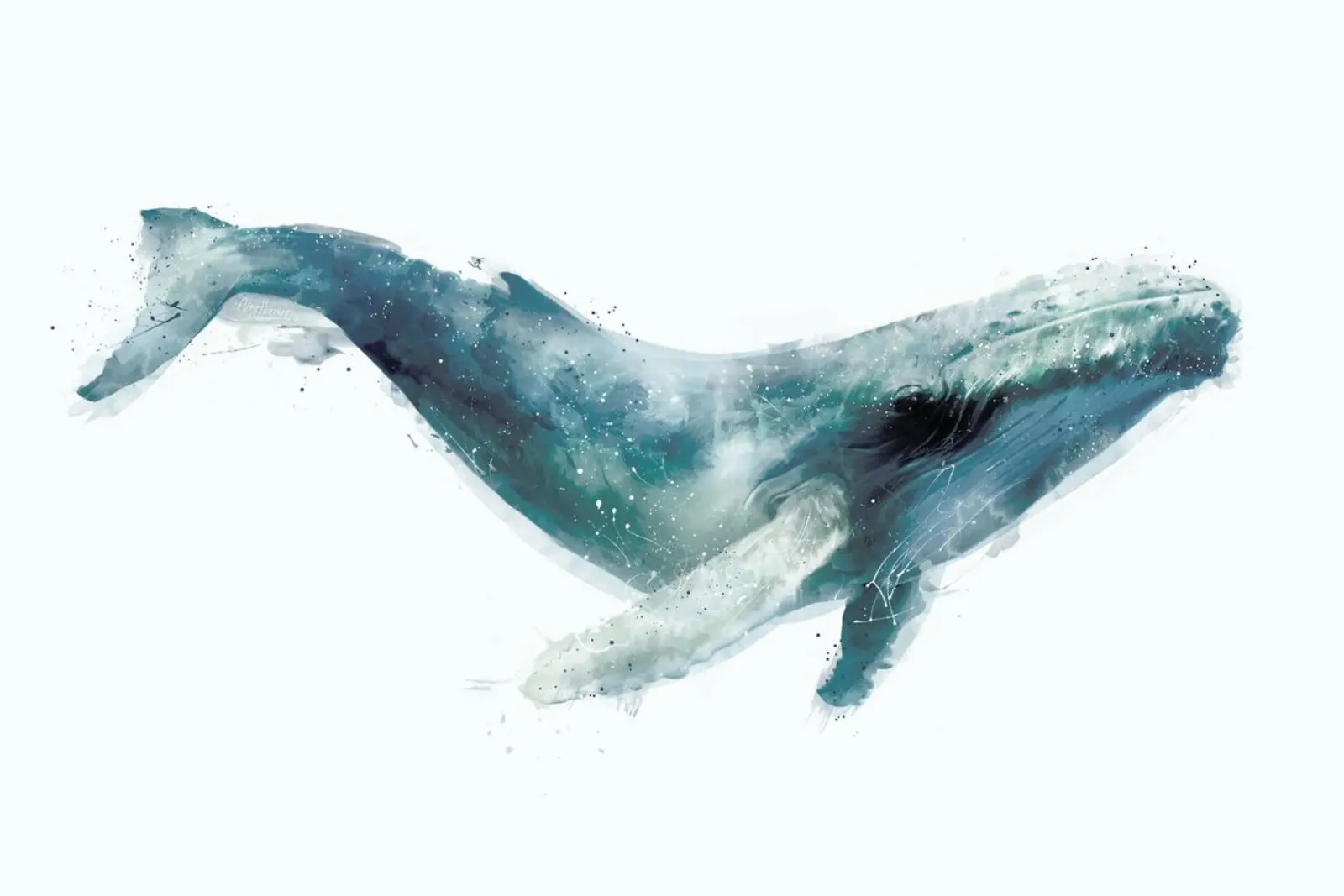 Humpback Whale pellicola backlit da Amy Hamilton