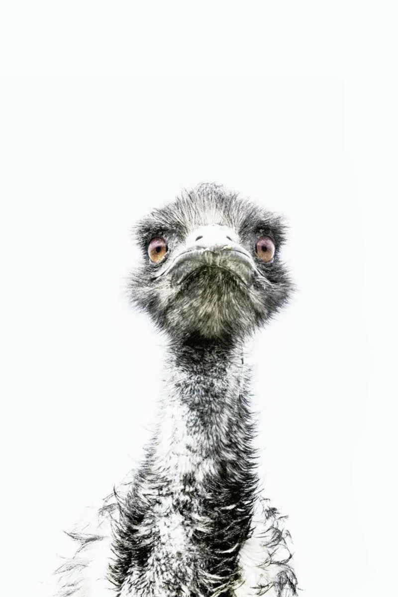 Emu pellicola backlit da Victoria Frost