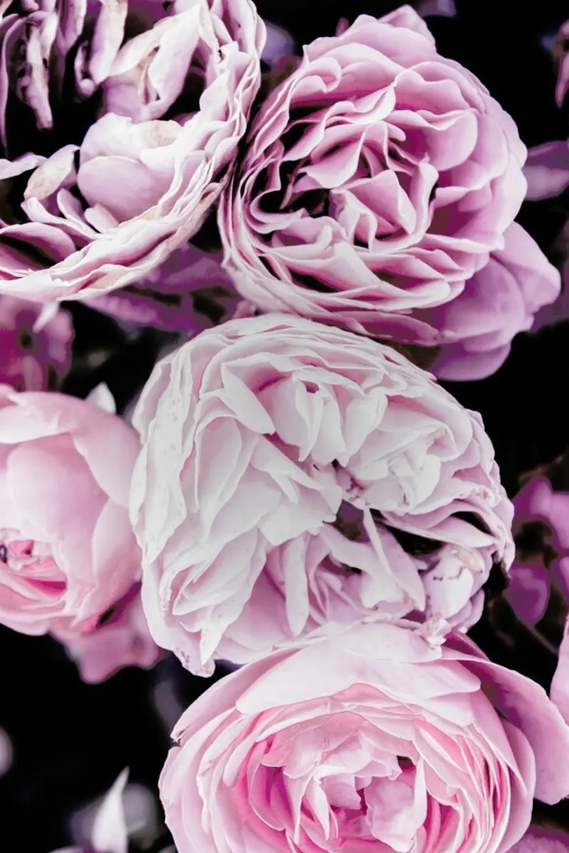 Pink flowers II backlit film by Victoria Frost