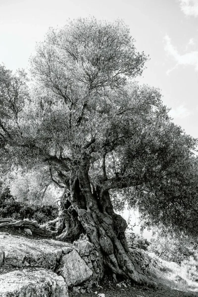 Olea pellicola backlit da Shot By Clint