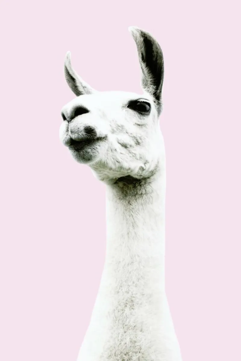 Pink Llama pellicola backlit da Victoria Frost