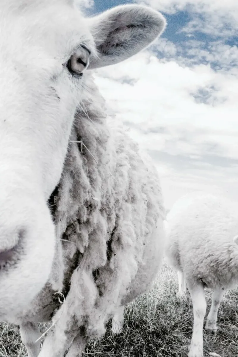 Sheeps pellicola backlit da Victoria Frost