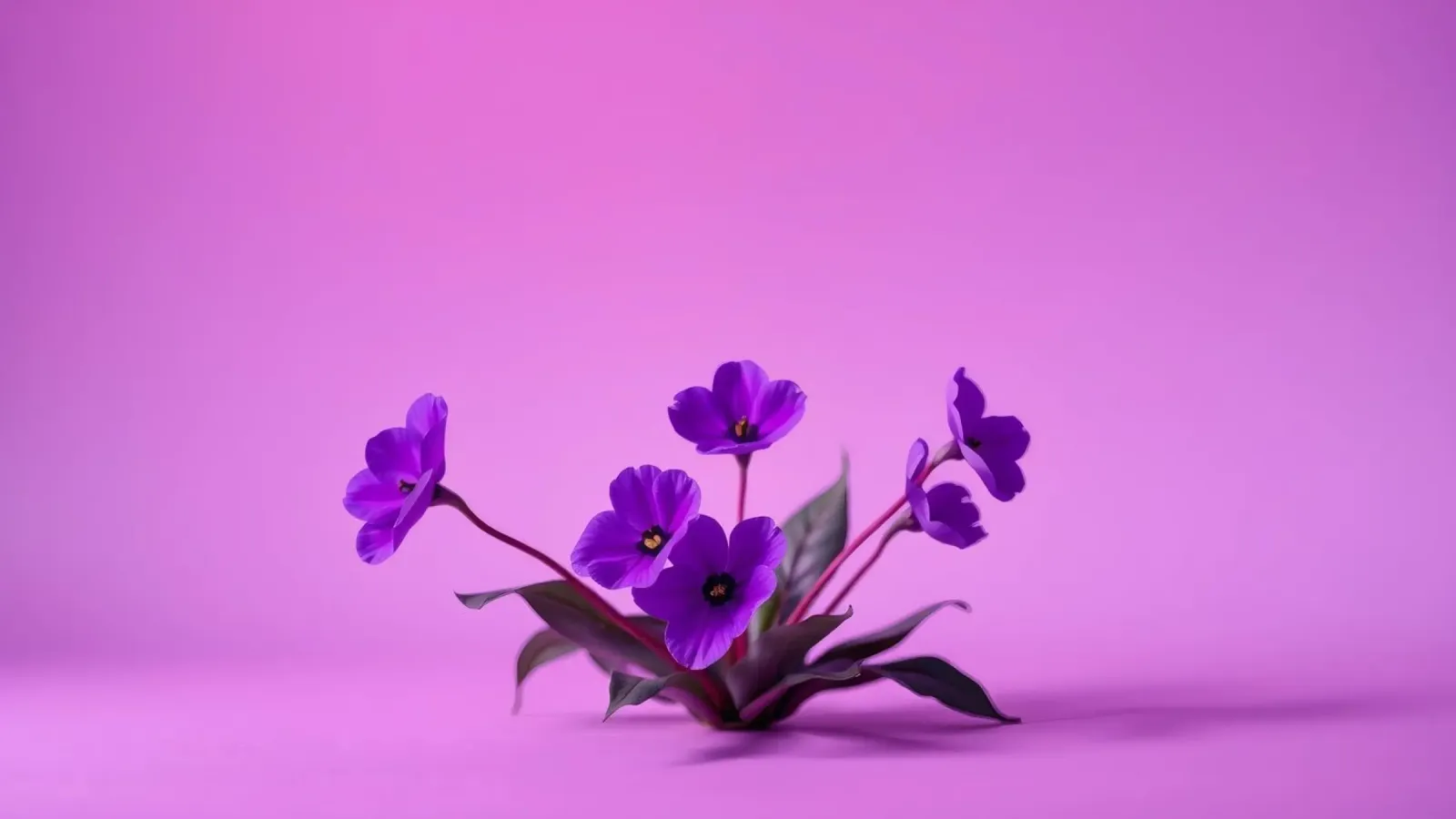 Bellissimi fiori viola con petali delicati poster con telaio in alluminio da DesignDoodle