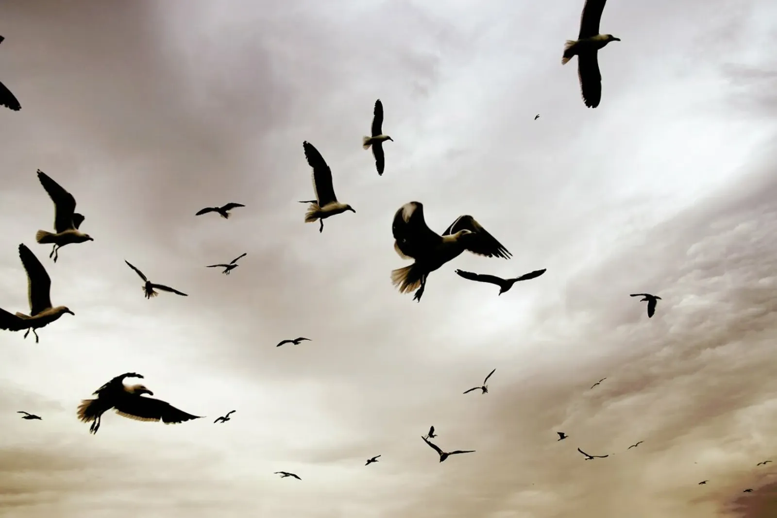 Flight & Freedom pellicola backlit da Shot By Clint