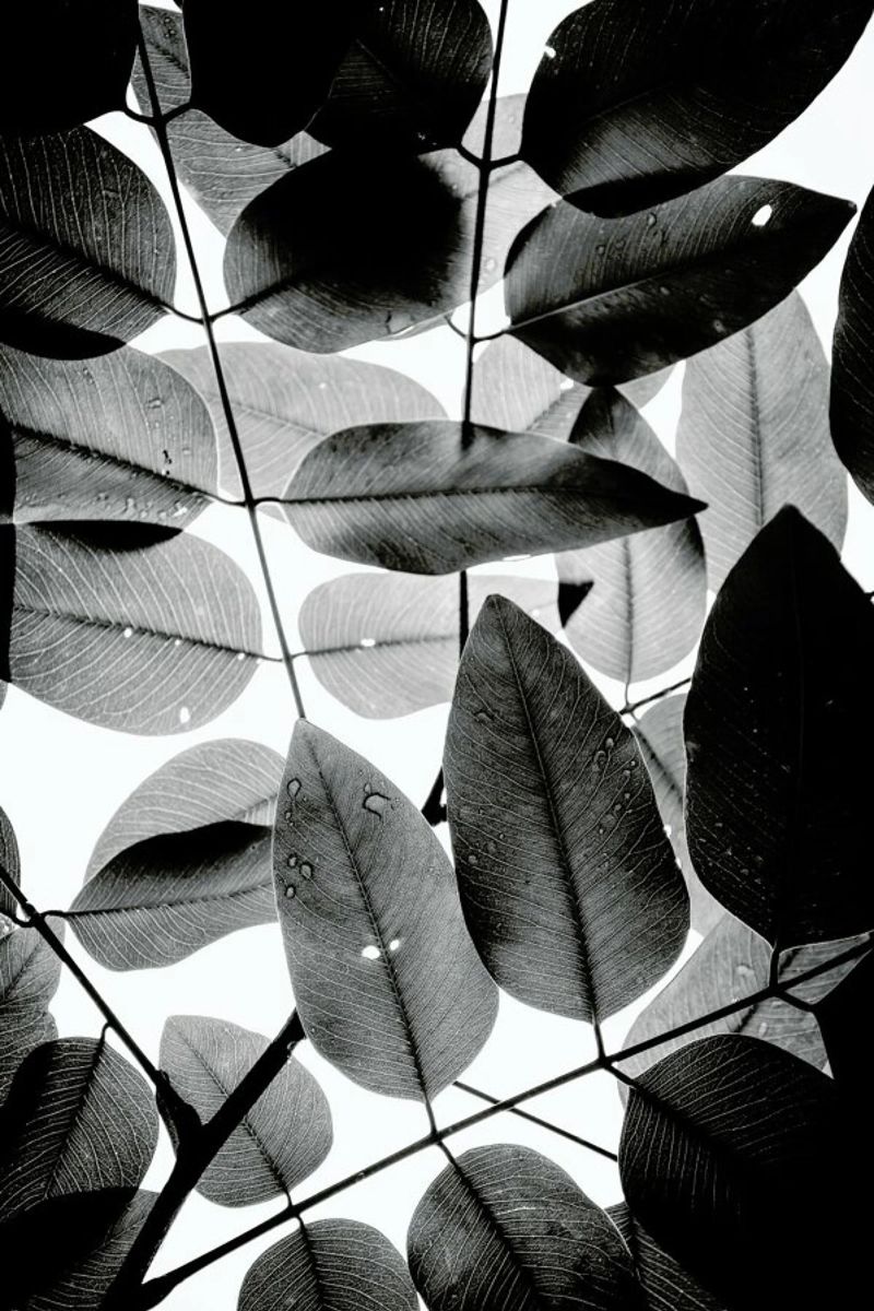 Experiments with Leaves II plexiglass da Tal Paz-Fridman