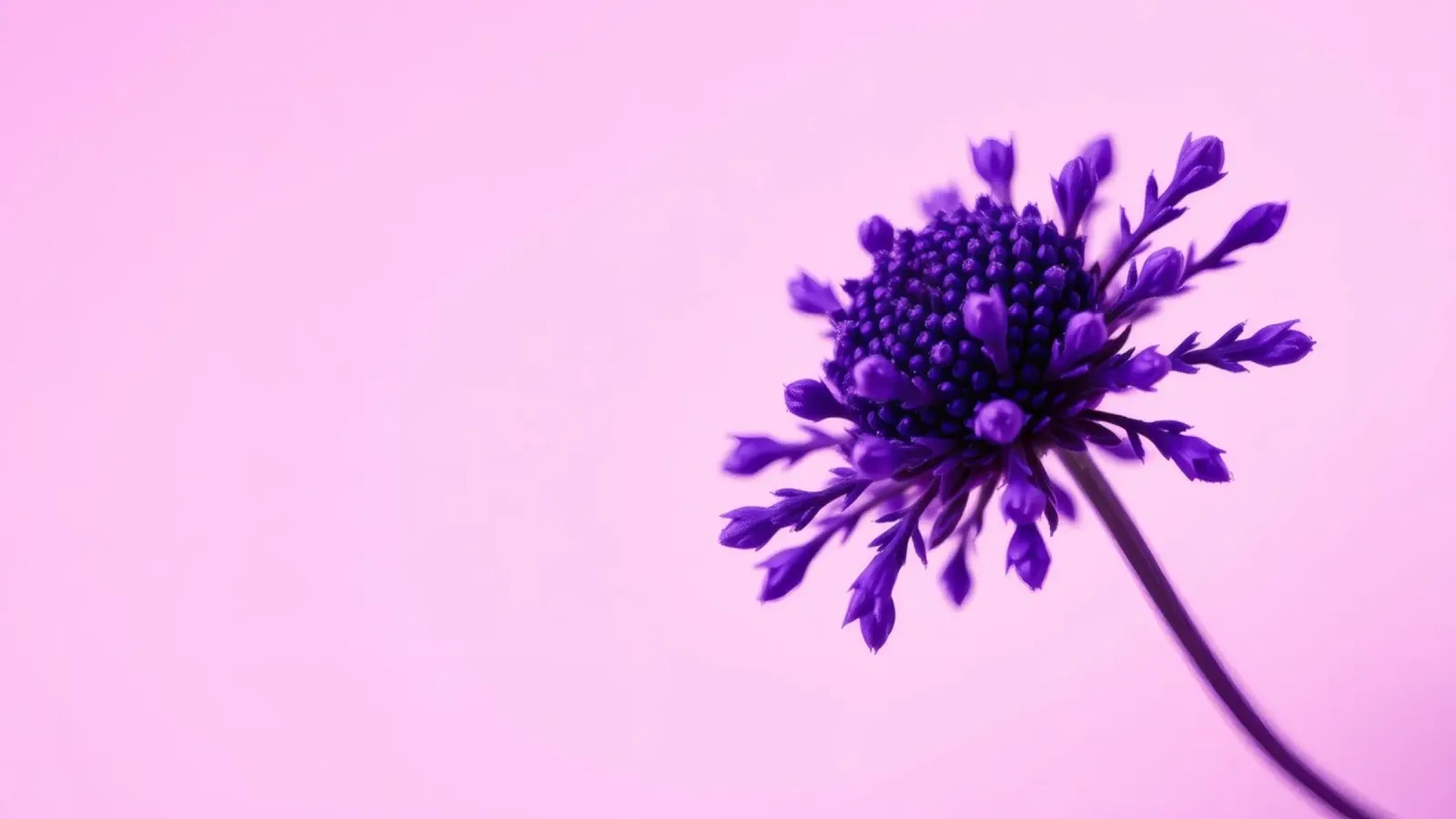 Un fiore viola si staglia su uno sfondo rosa tenue poster con telaio in alluminio da DesignDoodle