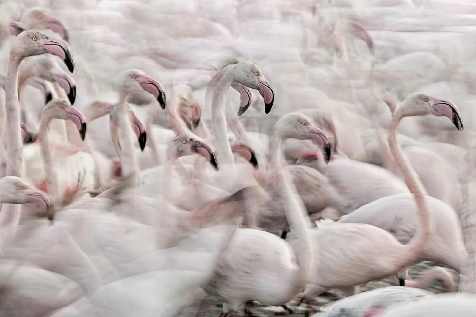In The Pink Transhumance - Martine Benezech toile de Pictufy