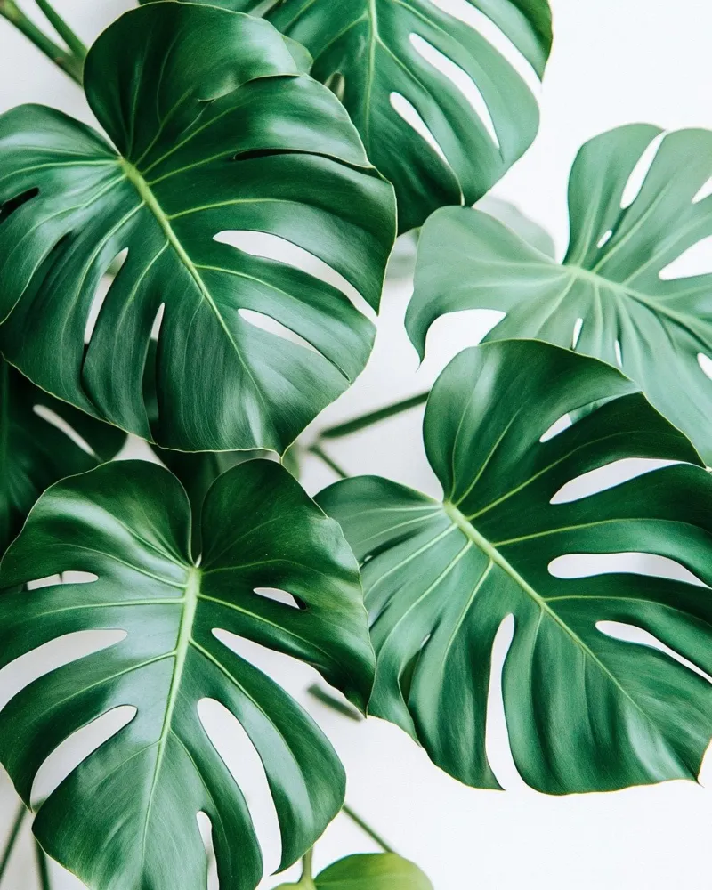Verde lussureggiante poster da PhotoVibe Decor