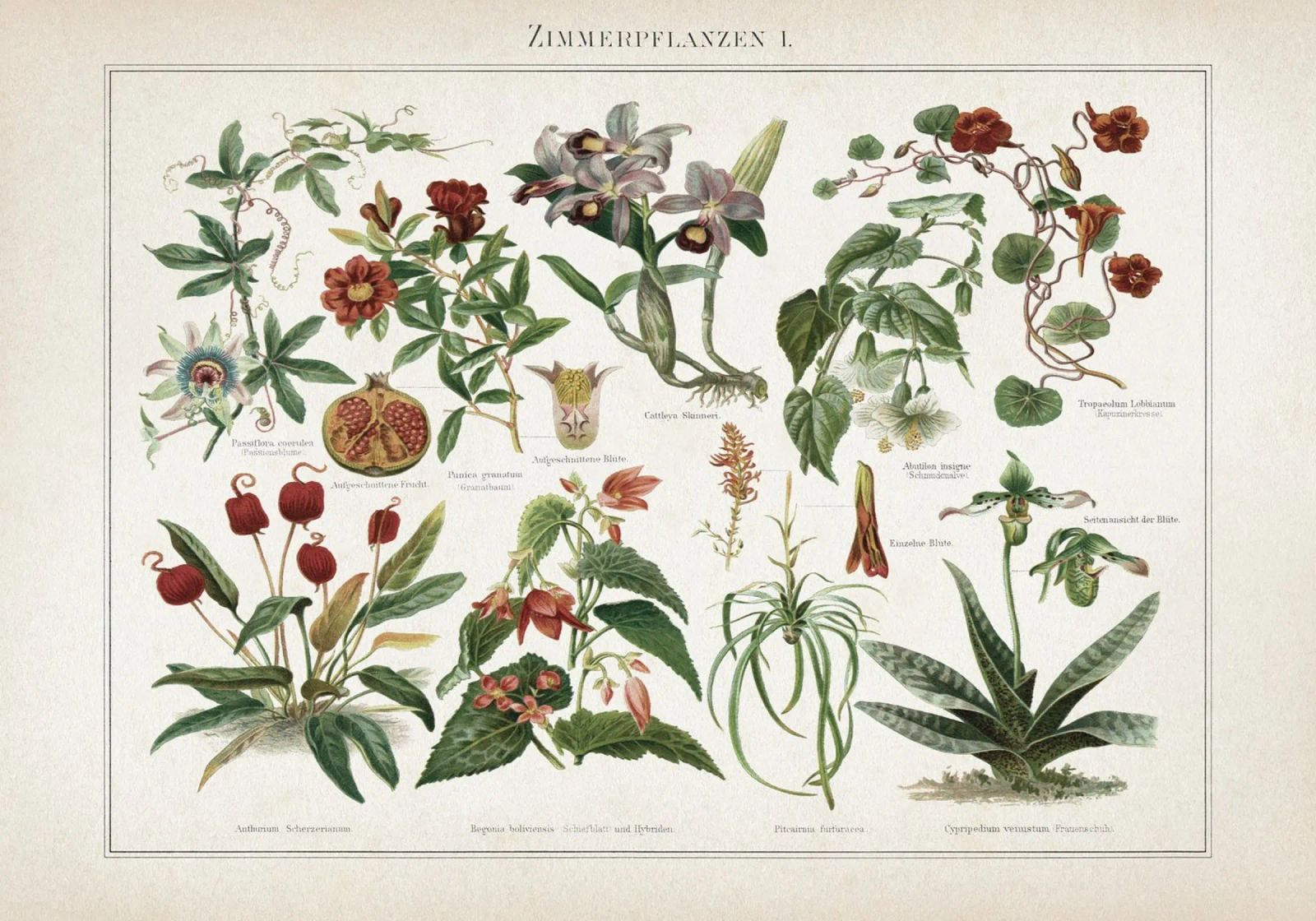 Vintage Meyers 2 Zimmerpflanzen 1 poster van Vintage Print Collection