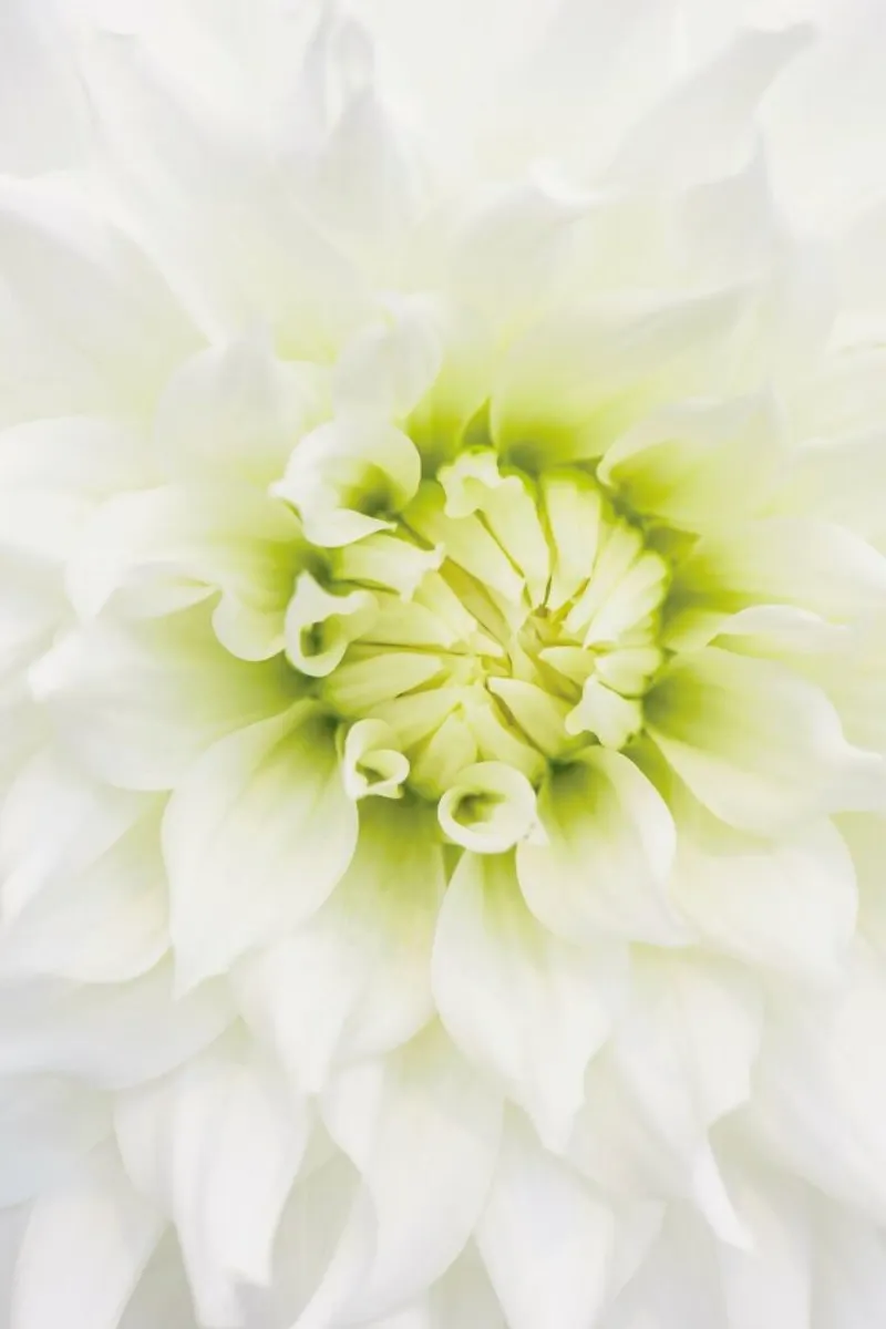 White Dahlia forex plate by Curious Collections by Marielle Leenders