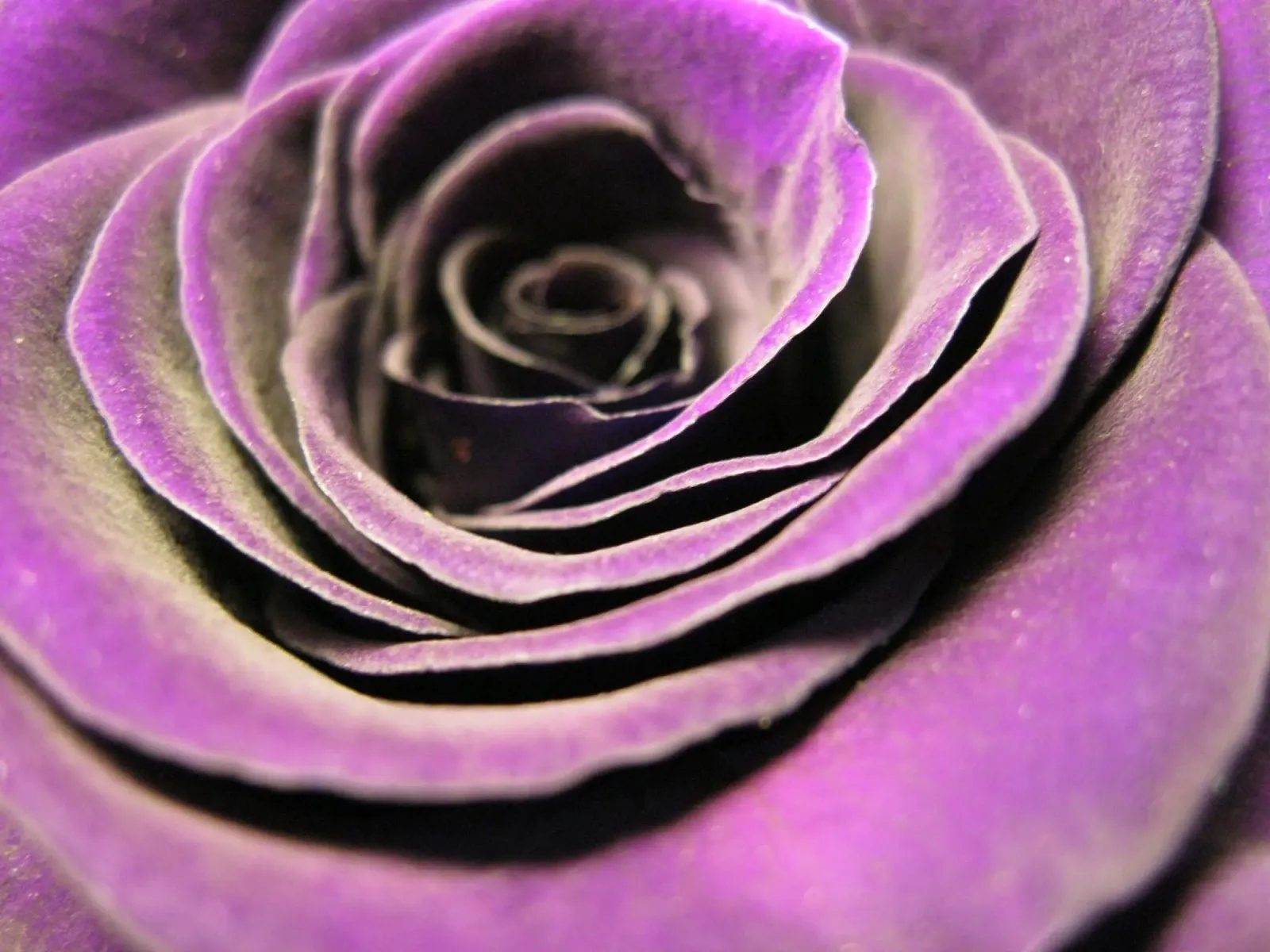 Rosa poster da PhotoVibe Decor