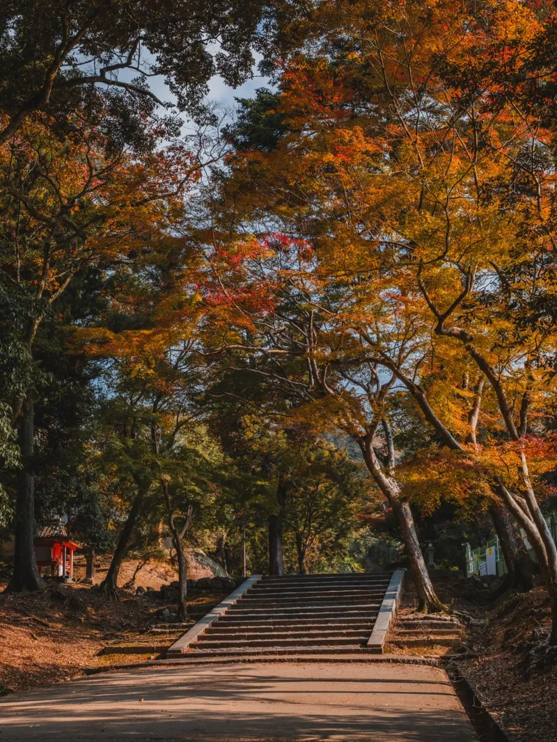 Il parco di Nara in autunno, Giappone pellicola backlit da Marcel Bisig