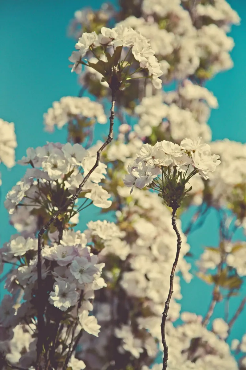 Whispers of Spring hahnemühle by PhotoVibe Decor