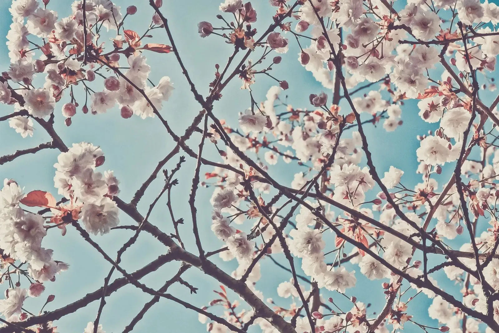 Sussurri di primavera alluminio dibond da PhotoVibe Decor