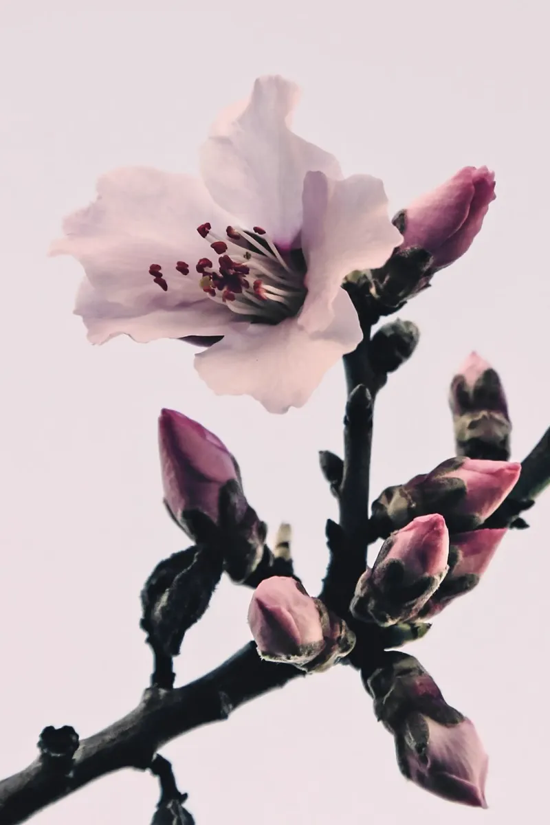 Sussurri di primavera poster con telaio in alluminio da PhotoVibe Decor