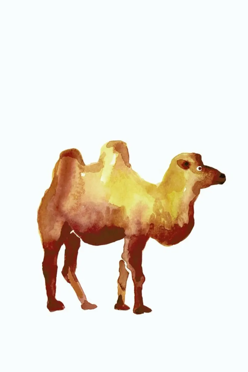 Camel pellicola backlit da Farina Kuklinski