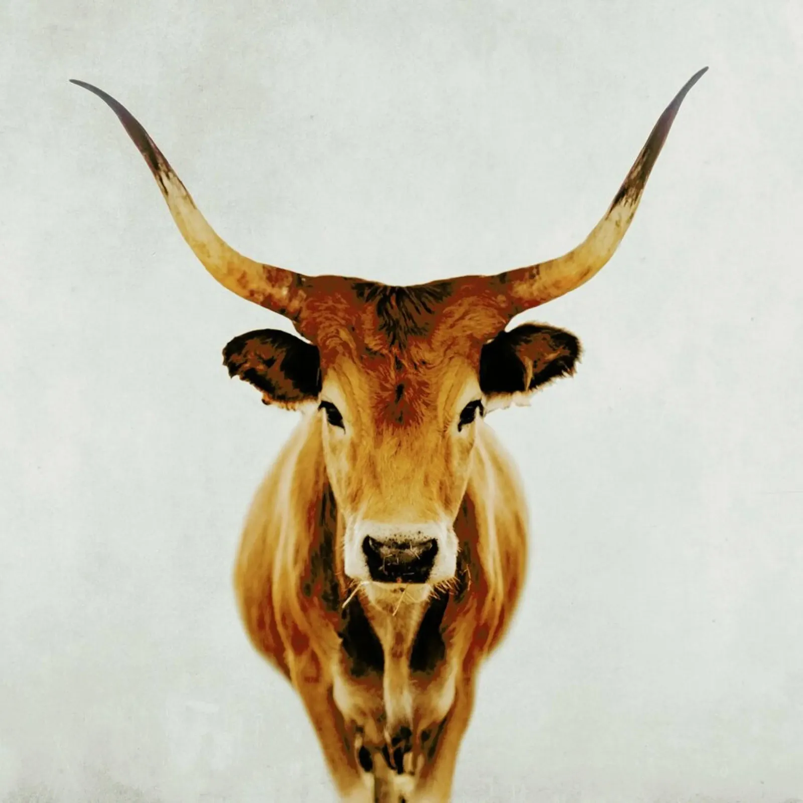Mucca - Corna pellicola backlit da Ingrid Beddoes