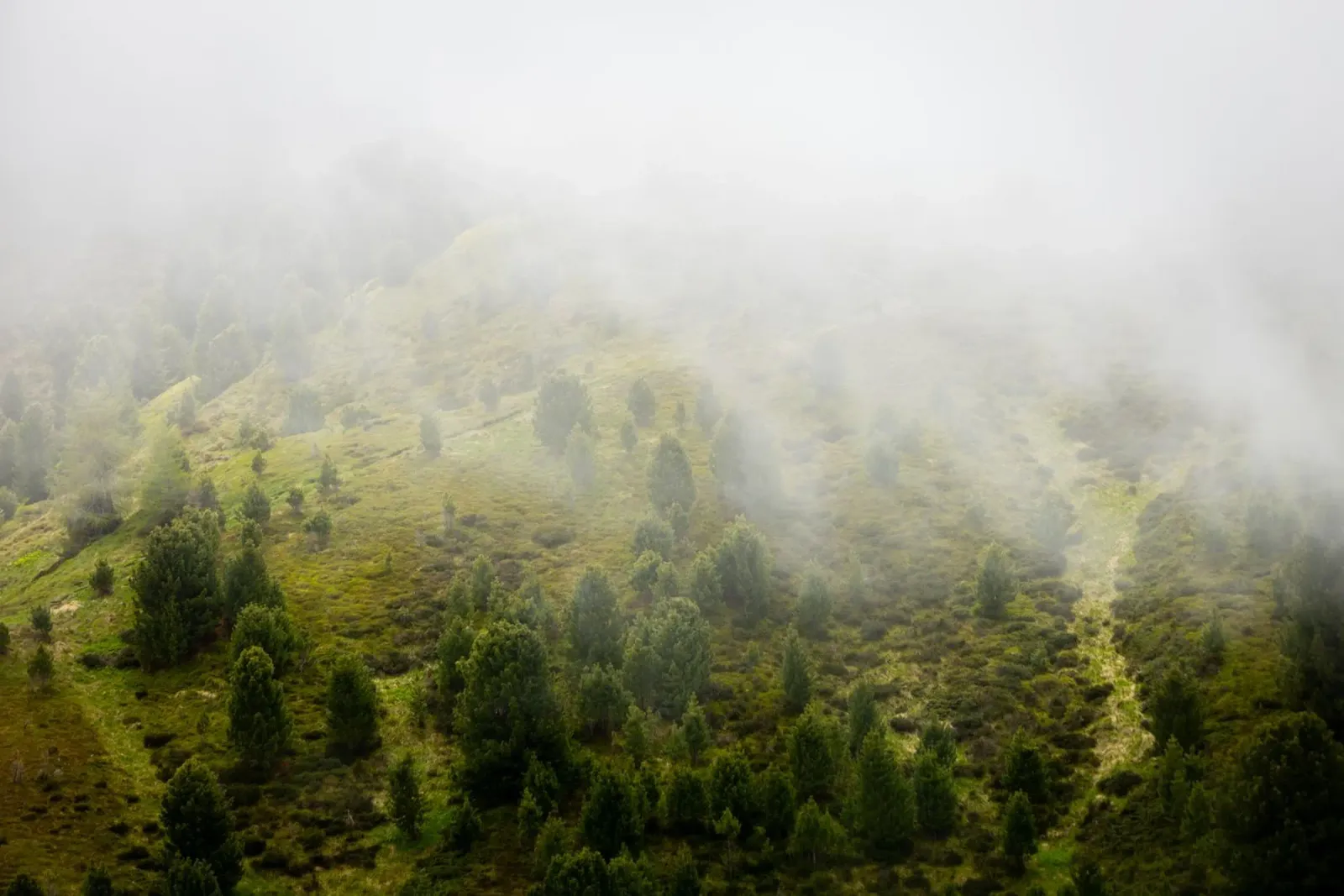 Sussurri di primavera, un nebbioso pendio di montagna pellicola backlit da karijn_landscapes
