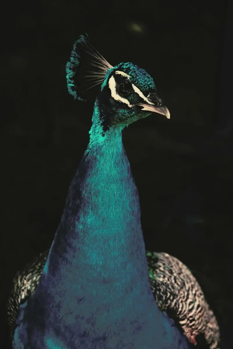 Peacock And Proud pellicola backlit da Ingrid Beddoes