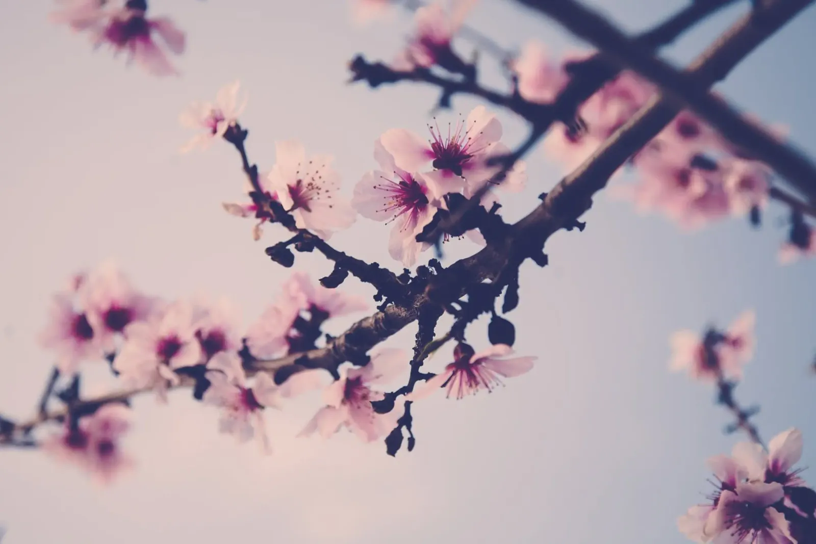 Susurros de primavera aluminio dibond de PhotoVibe Decor