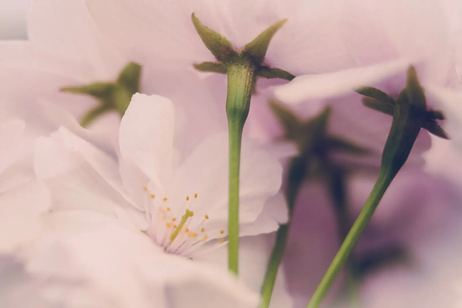 Whispers of Spring canvas with Floater frame by PhotoVibe Decor