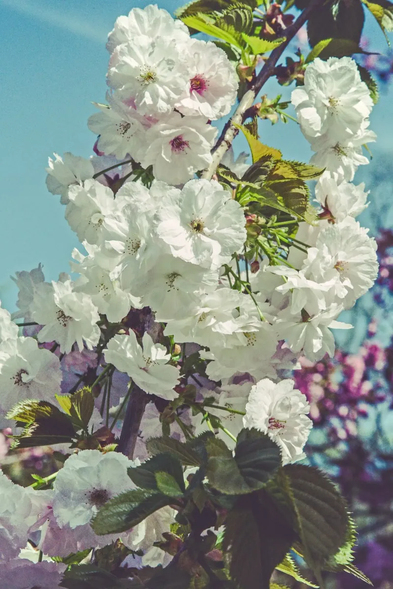 Whispers of Spring canvas with Floater frame by PhotoVibe Decor