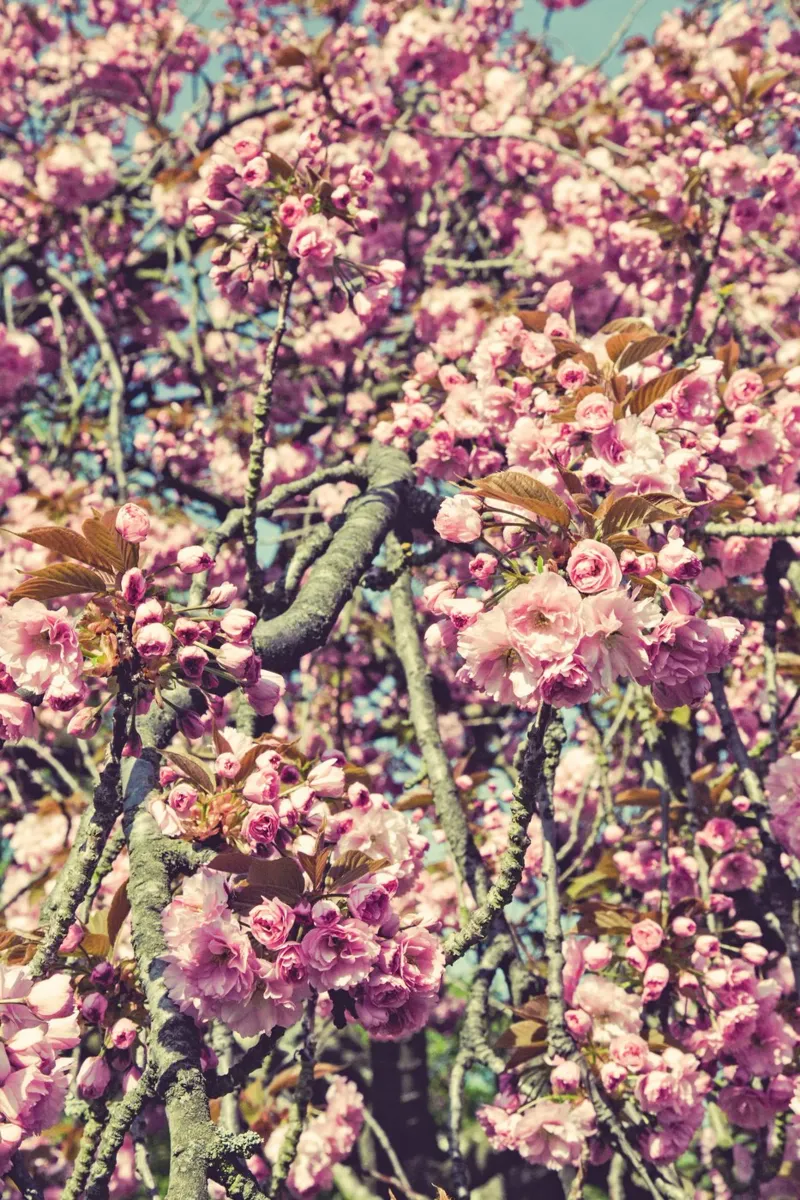 Sussurri di primavera poster da PhotoVibe Decor
