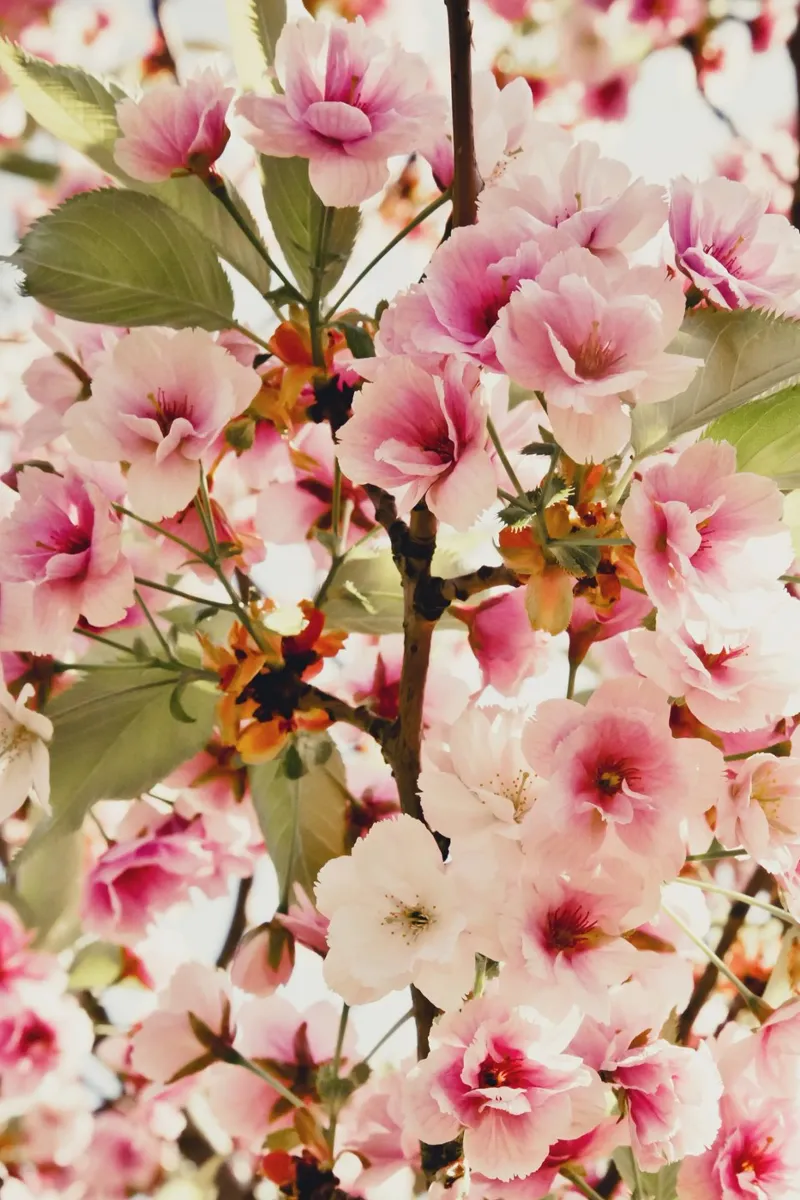 Whispers of Spring canvas with Floater frame by PhotoVibe Decor
