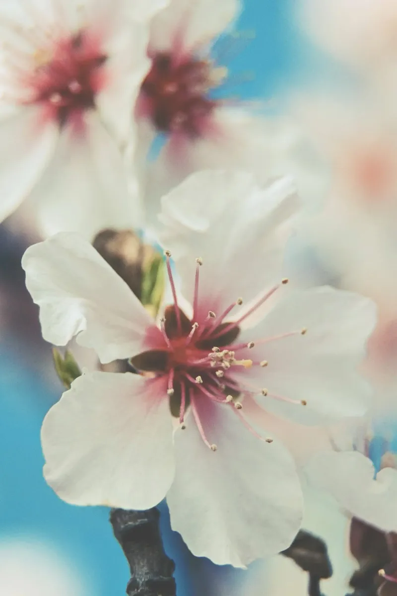 Whispers of Spring canvas with Floater frame by PhotoVibe Decor