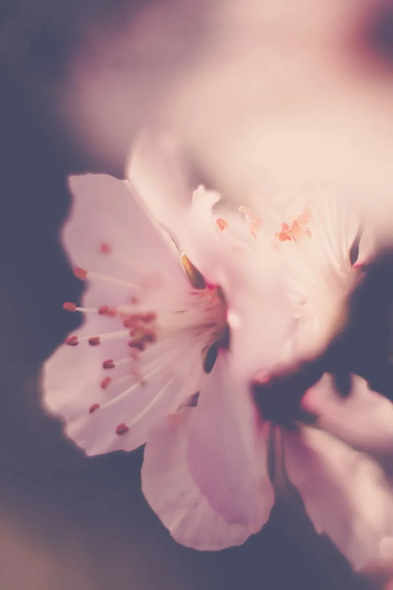Whispers of Spring canvas with Floater frame by PhotoVibe Decor