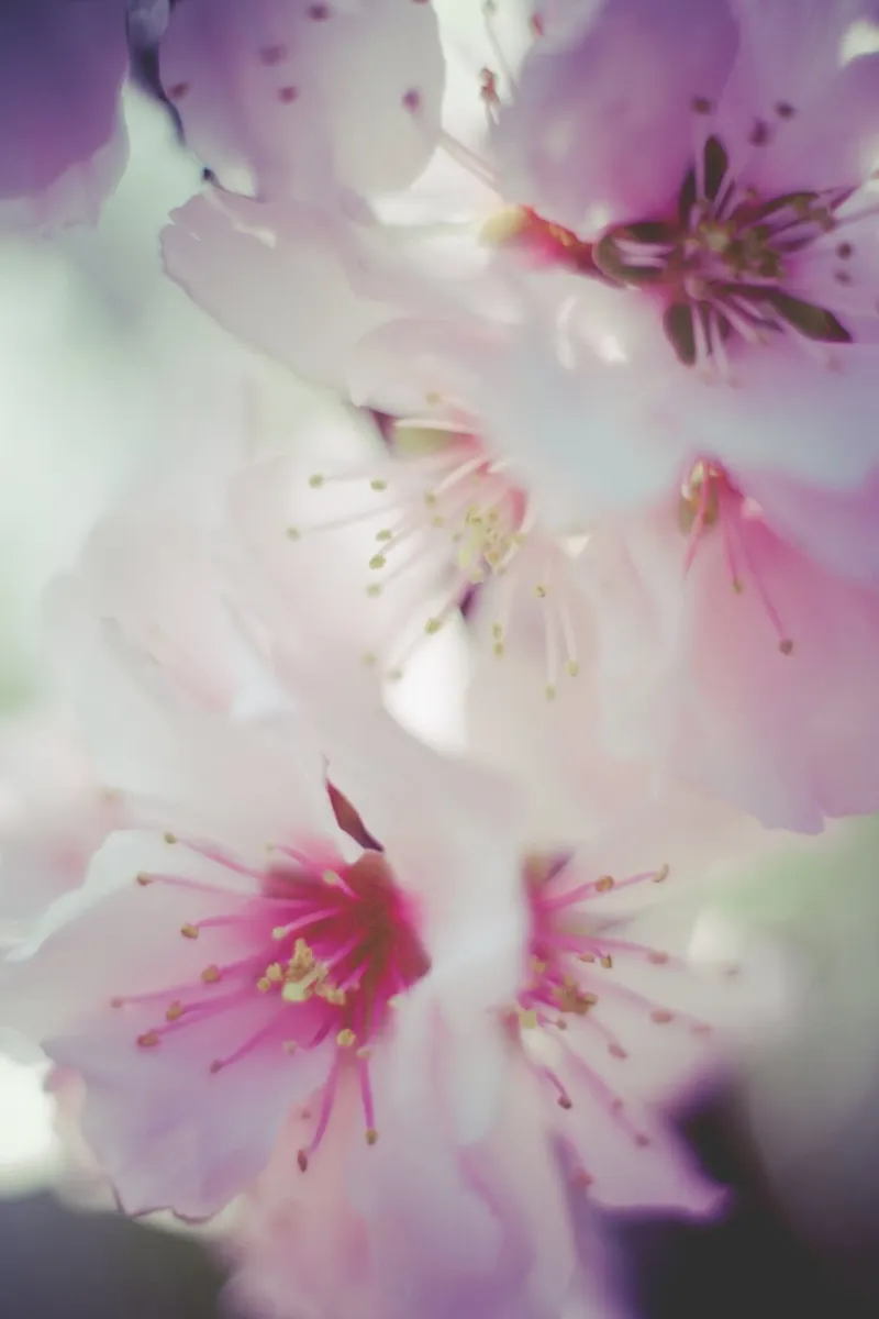 Whispers of Spring canvas with Floater frame by PhotoVibe Decor
