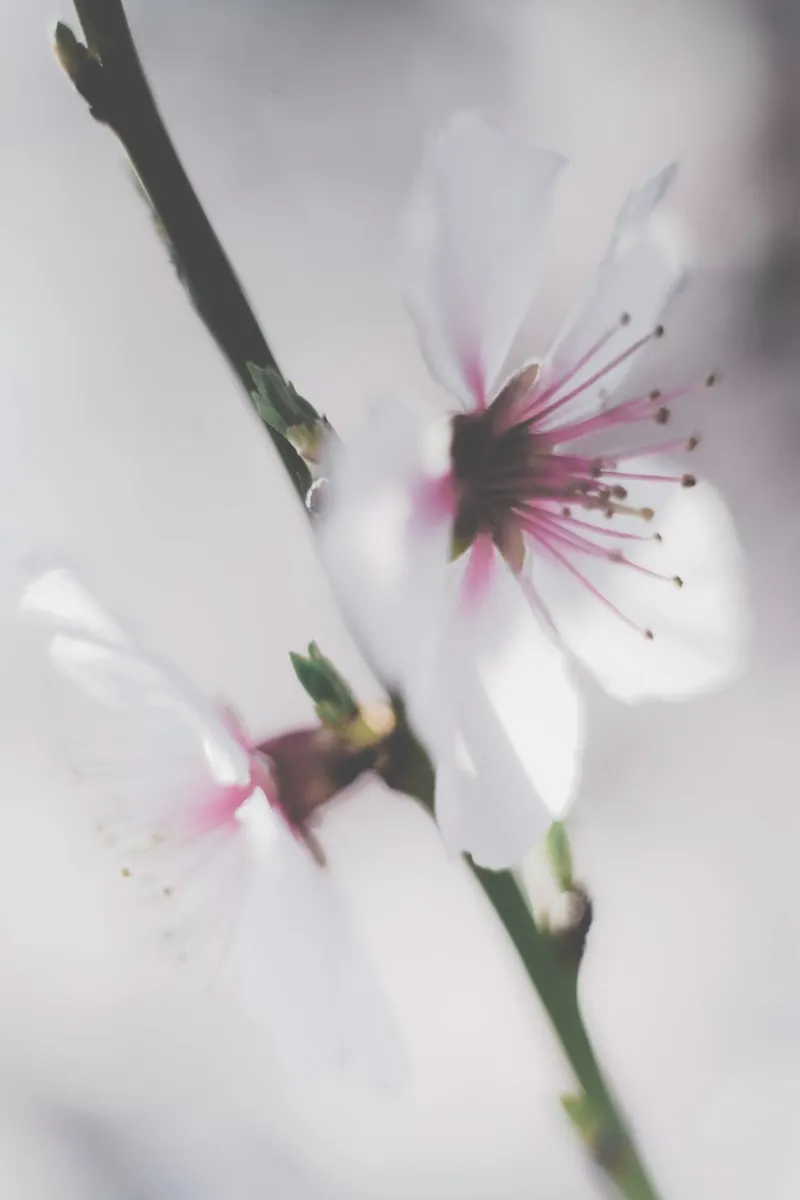 Whispers of Spring canvas with Floater frame by PhotoVibe Decor