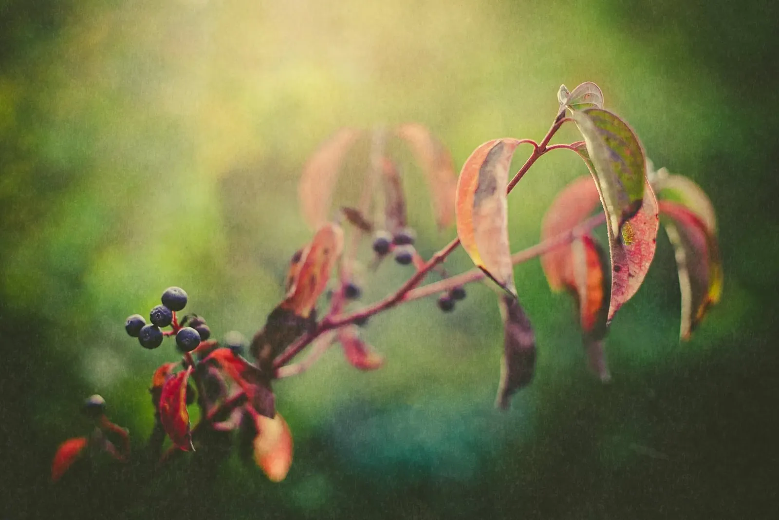Autunno in Toscana poster da PhotoVibe Decor