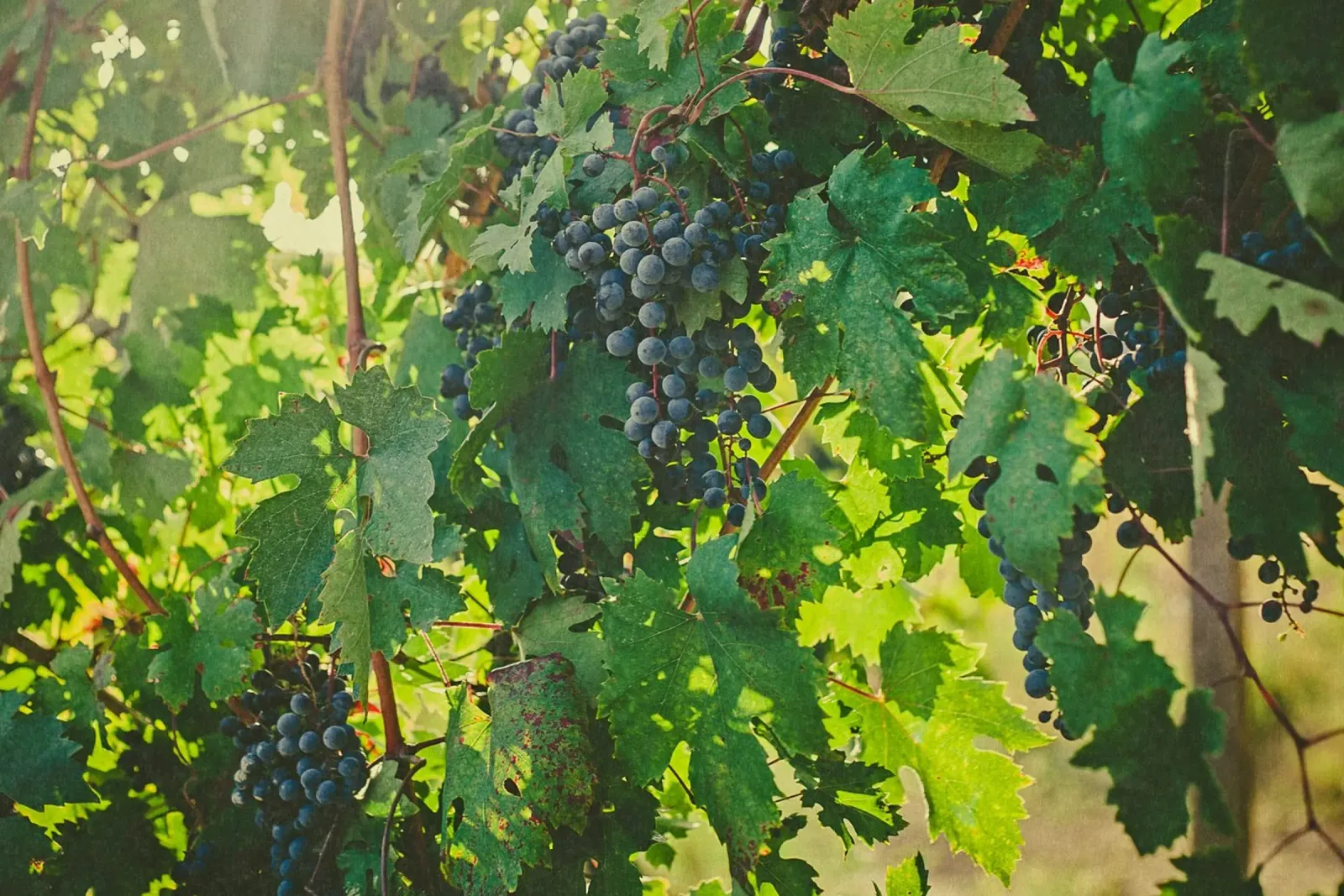 Autunno in Toscana alluminio dibond da PhotoVibe Decor