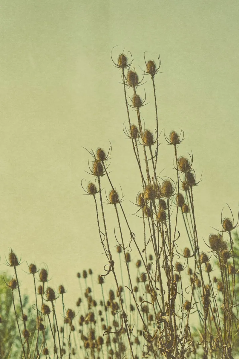 Autunno in Toscana poster da PhotoVibe Decor