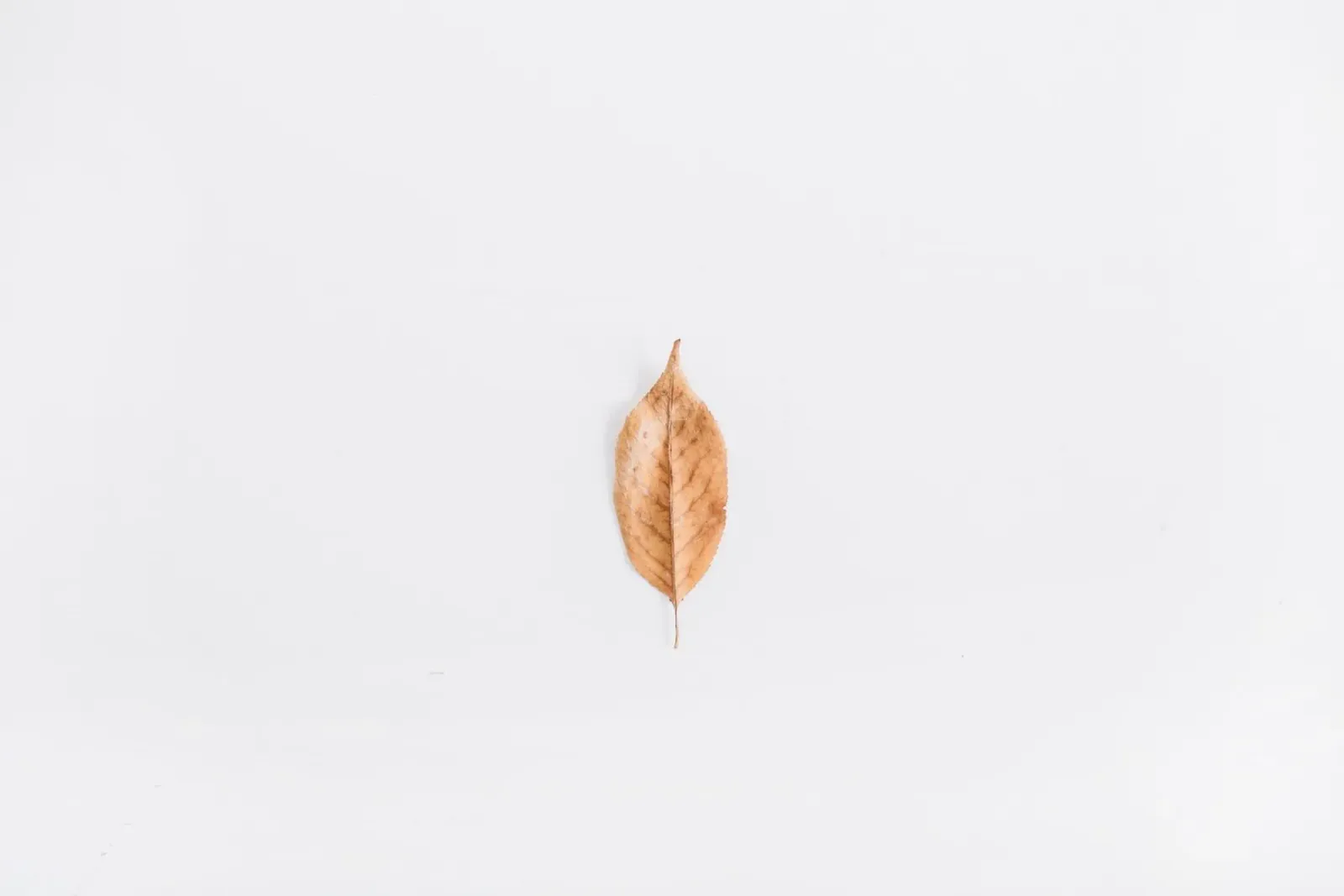Autunno morbido tela con Cornice a cassetta da PhotoVibe Decor