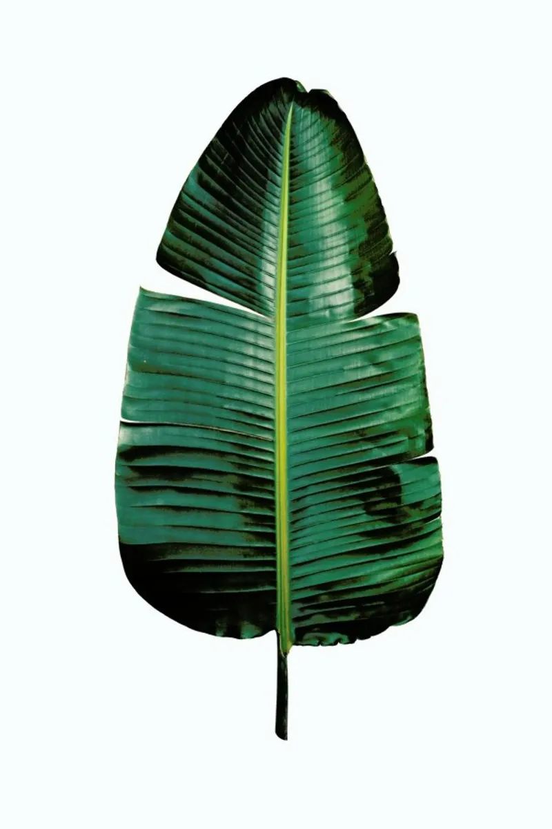 Classic Botanical Leaves 09 pellicola backlit da Shot By Clint