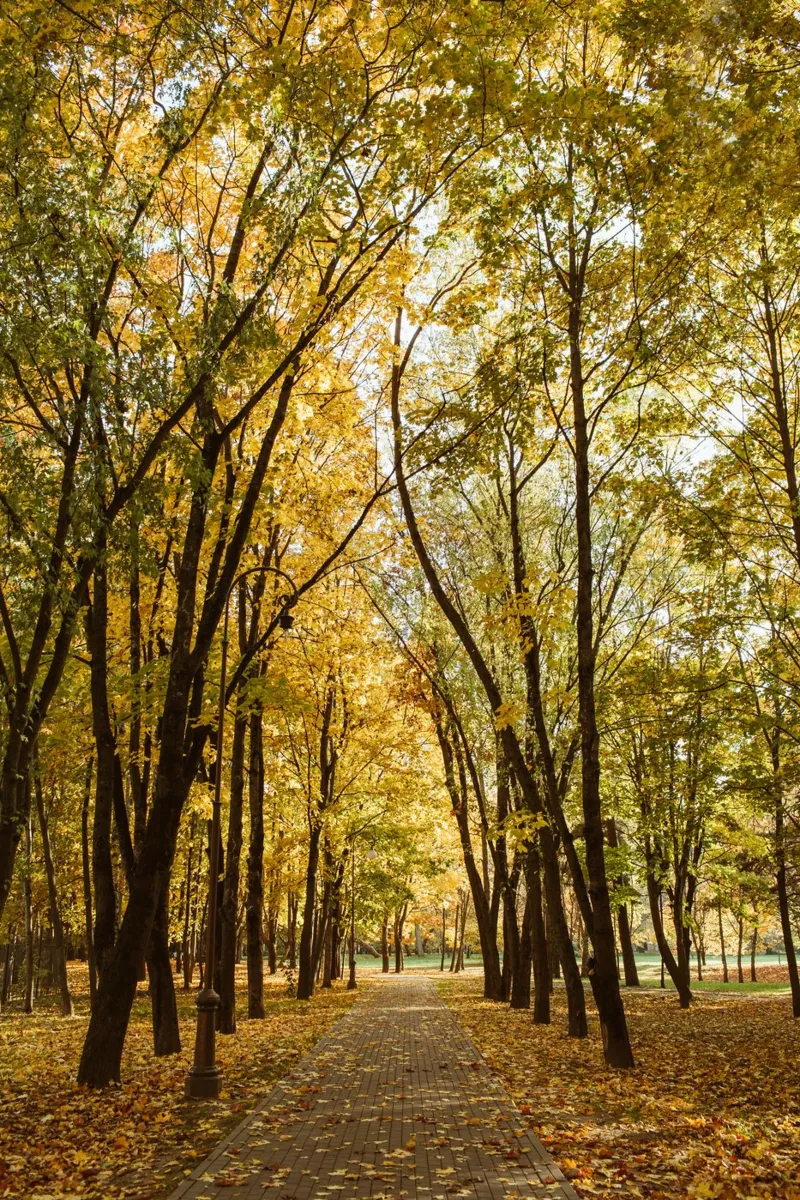 Accogliente quiete autunnale alluminio dibond da PhotoVibe Decor
