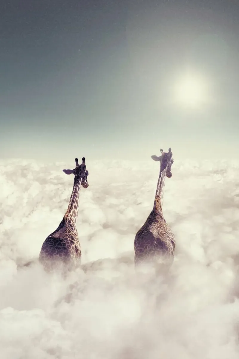 Giant Giraffes poster con telaio in alluminio da Jonas Loose