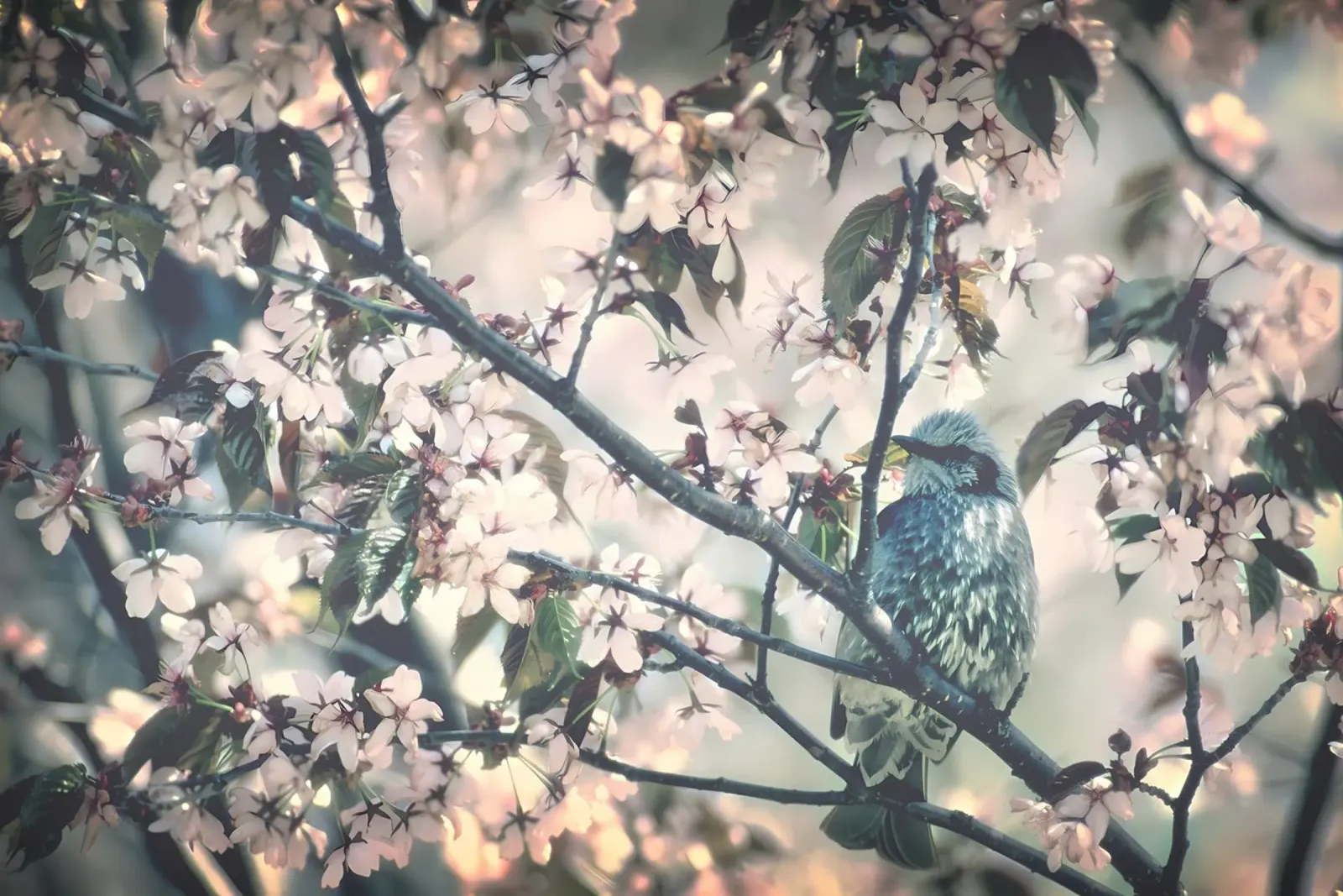 Animal poster 108 canvas by Korrie Lane