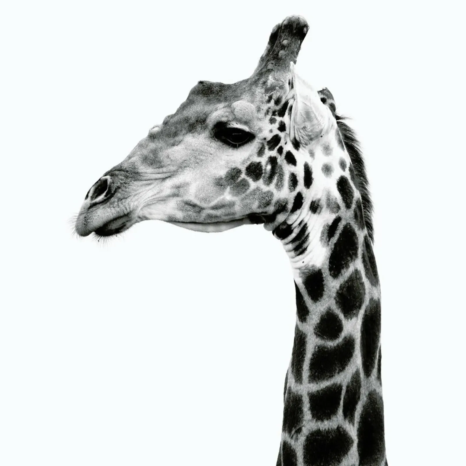 Africa Cropped 01 Acryl-Glas von Shot By Clint