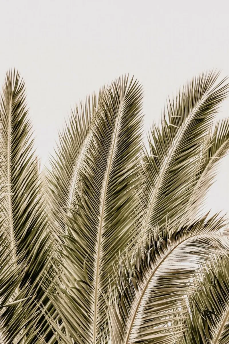 Desert Palm Hahnemühle von Shot By Clint