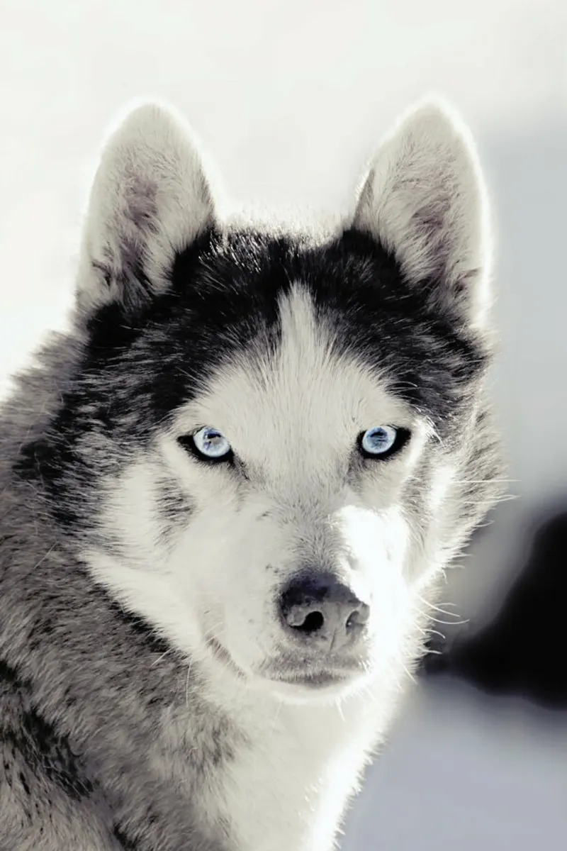 Husky pellicola backlit da Monika Strigel