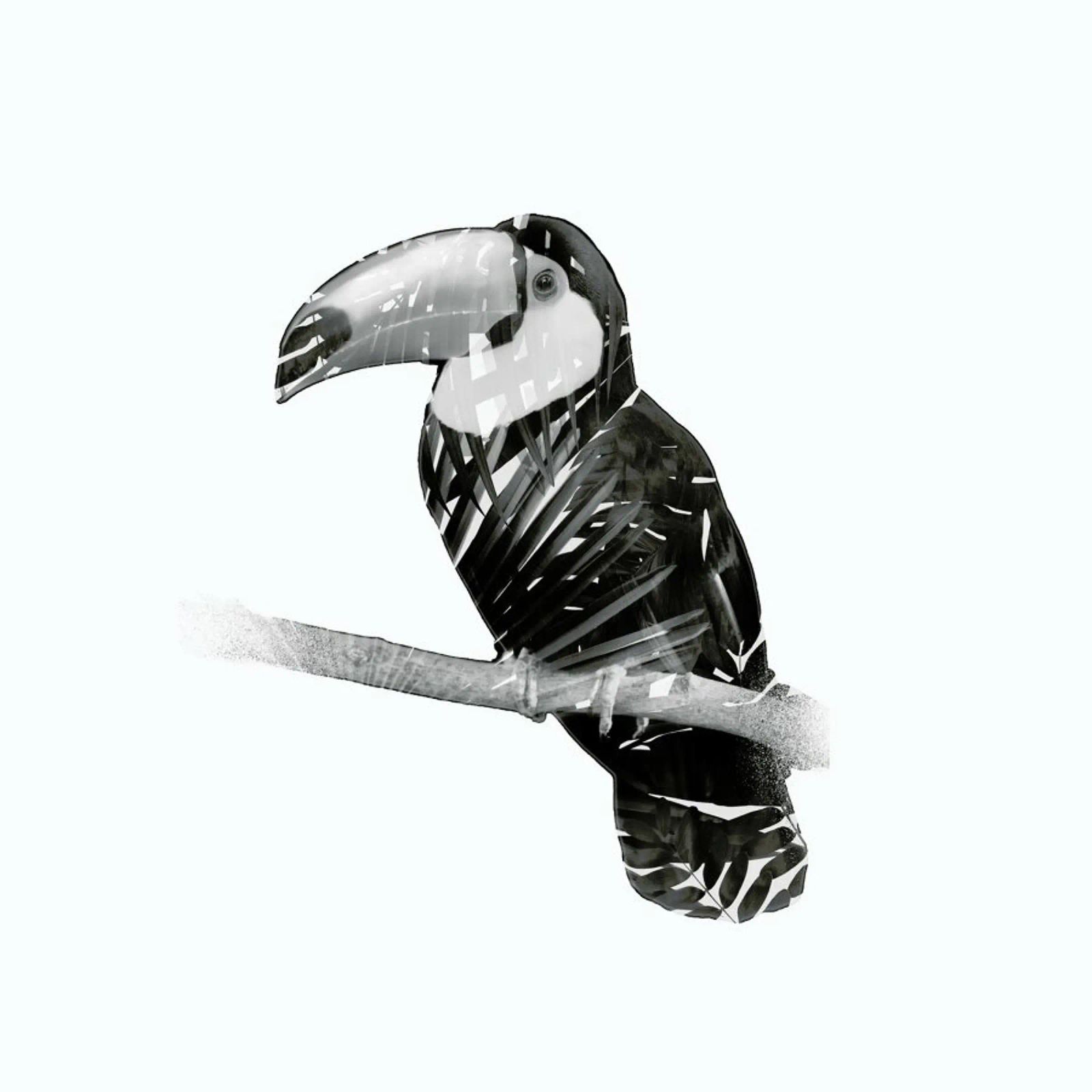 Toucan pellicola backlit da Chris Wharton